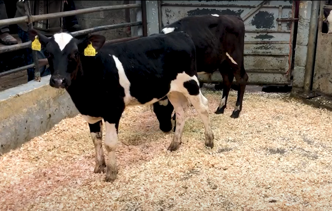 Calf trade: Online trade very active for strong calves at Gortatlea