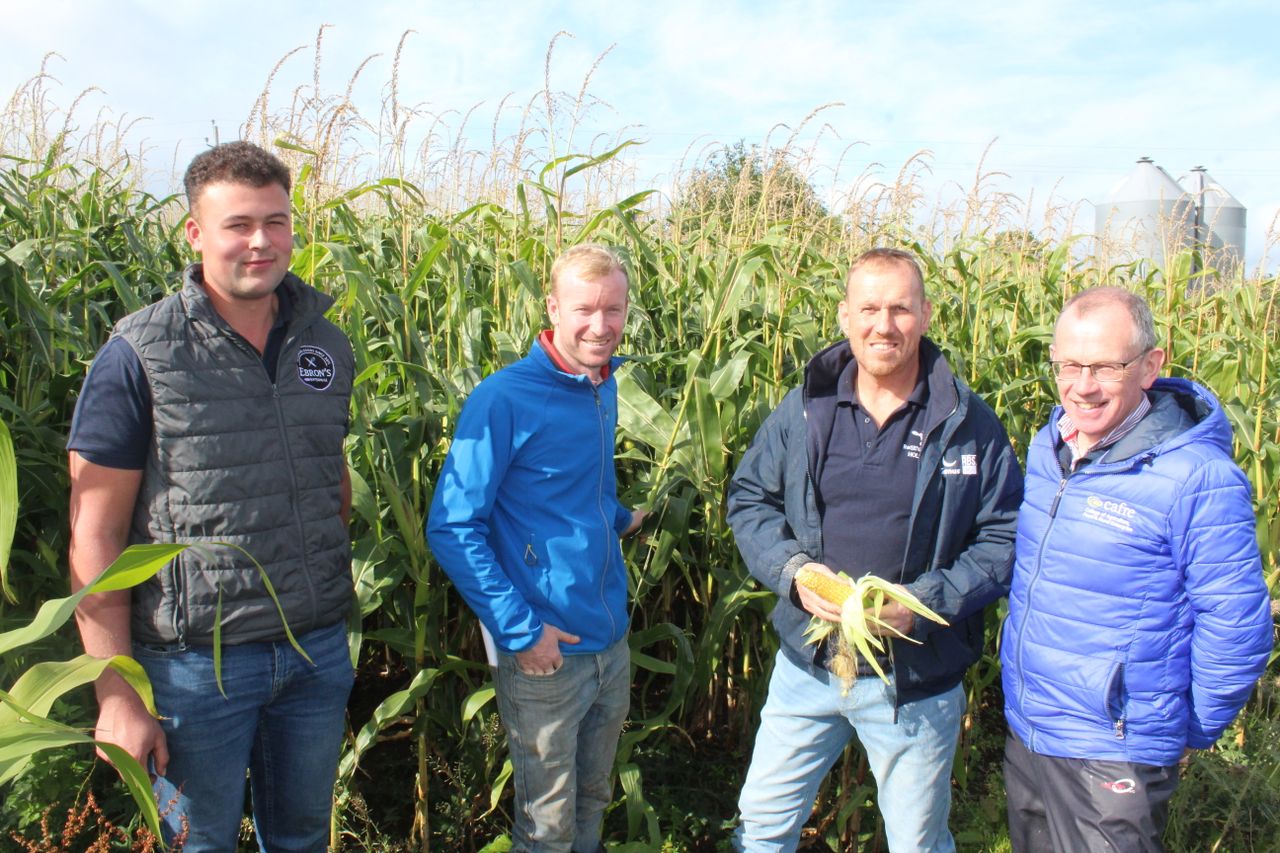 Growing maize for year-round milk production systems