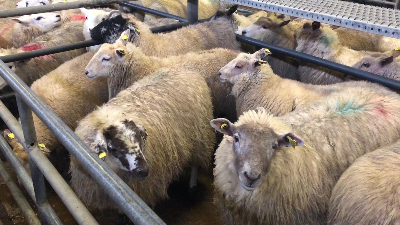 58kg hoggets hit €164/head at Corrin Mart on Monday