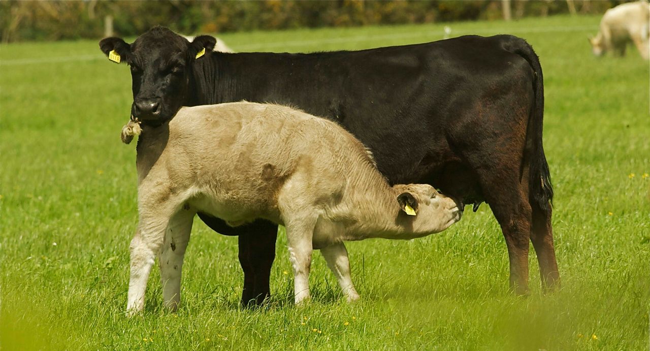 What suckler farmers should be doing with their herd in July