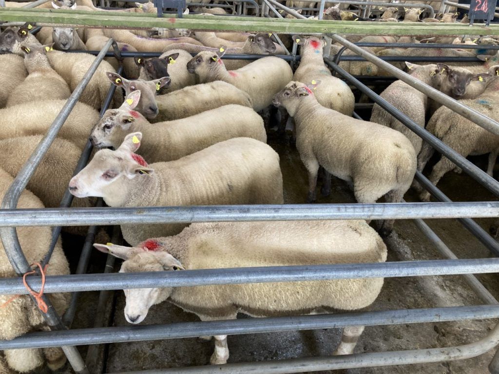 Spring lambs top €180/head at Athenry Mart