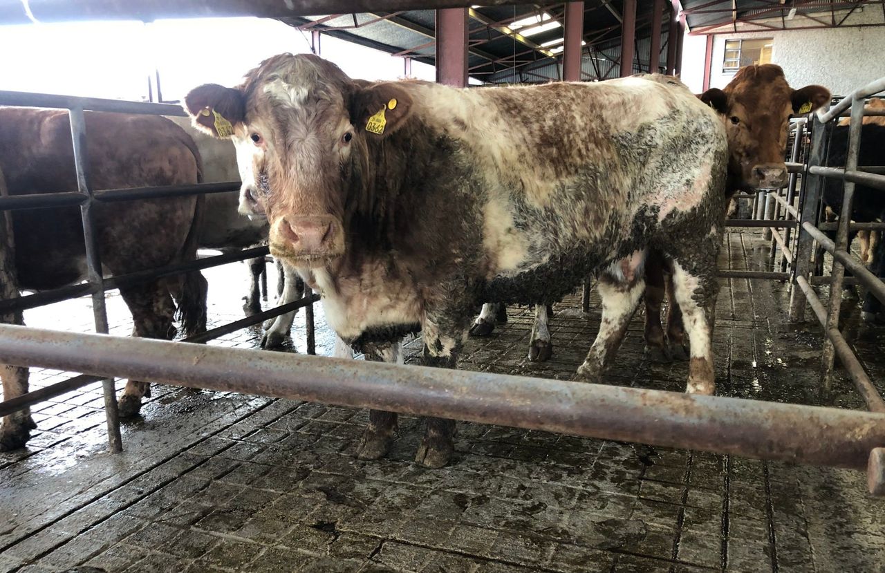 Cattle marts: Strong trade for cull cows continues