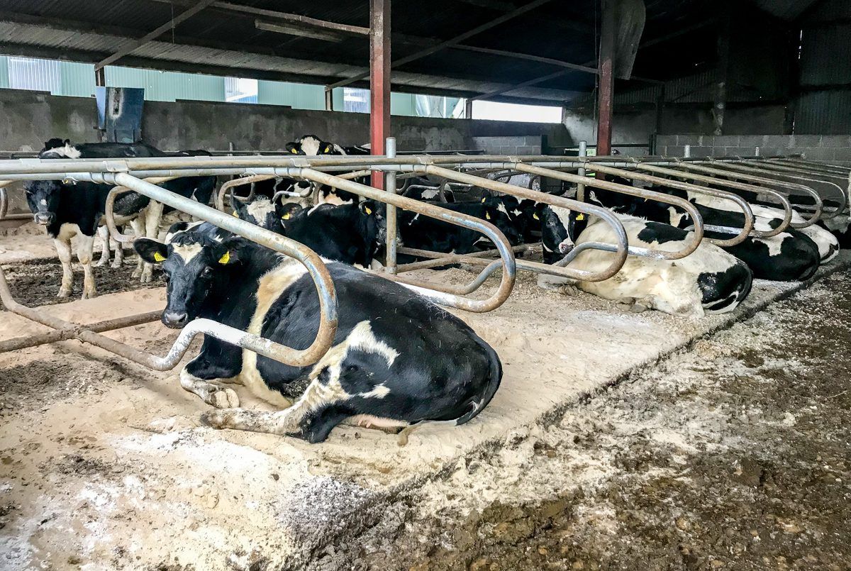 Dosing cows as they come in for the housing period
