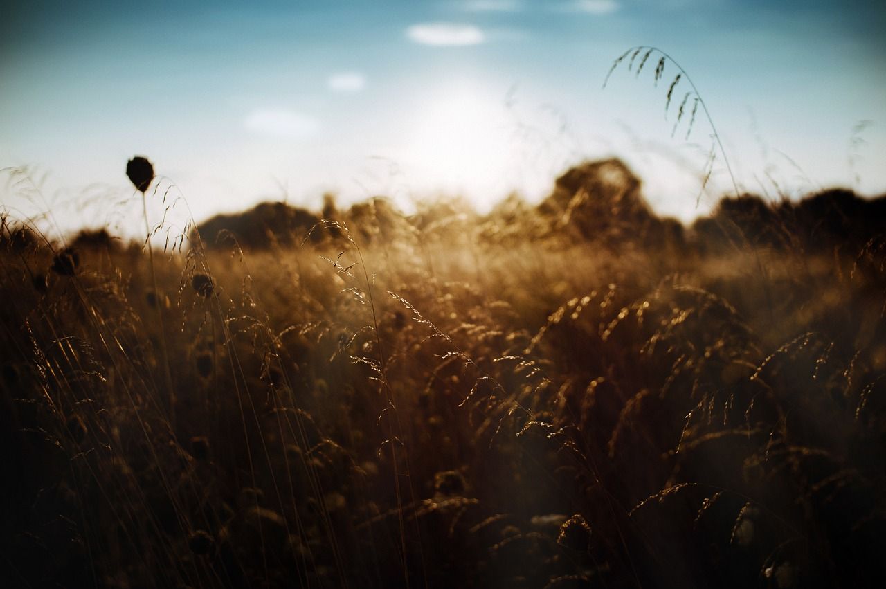 NI farmers told not to delay in submitting claims under nature scheme