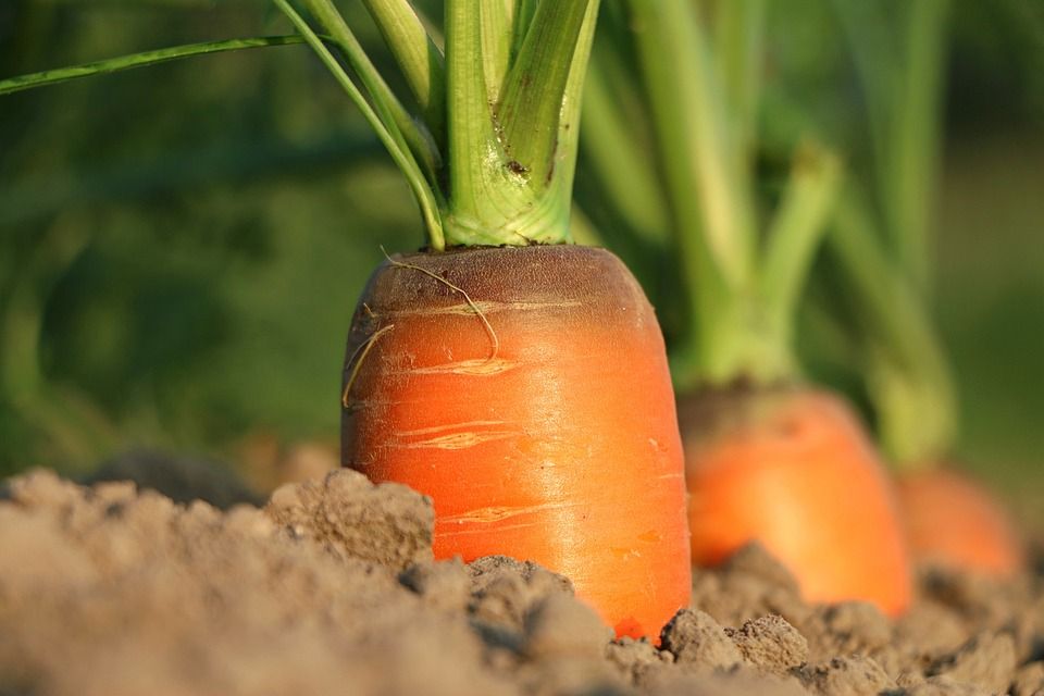 Increasing farm gate value of horticulture 'increasingly unrealistic'
