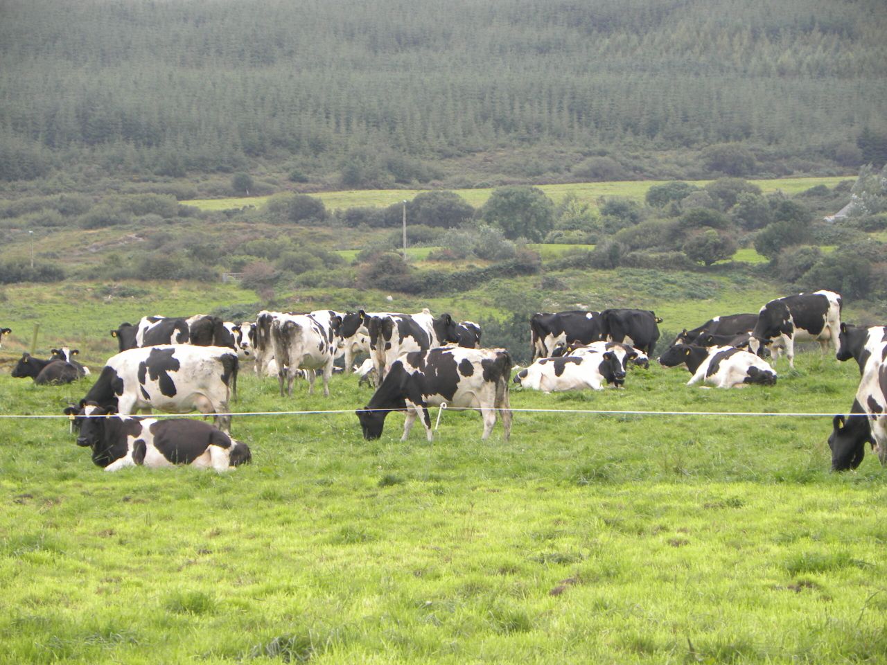 An extra 1.5 billion litres of milk to be produced each year in the EU till 2016