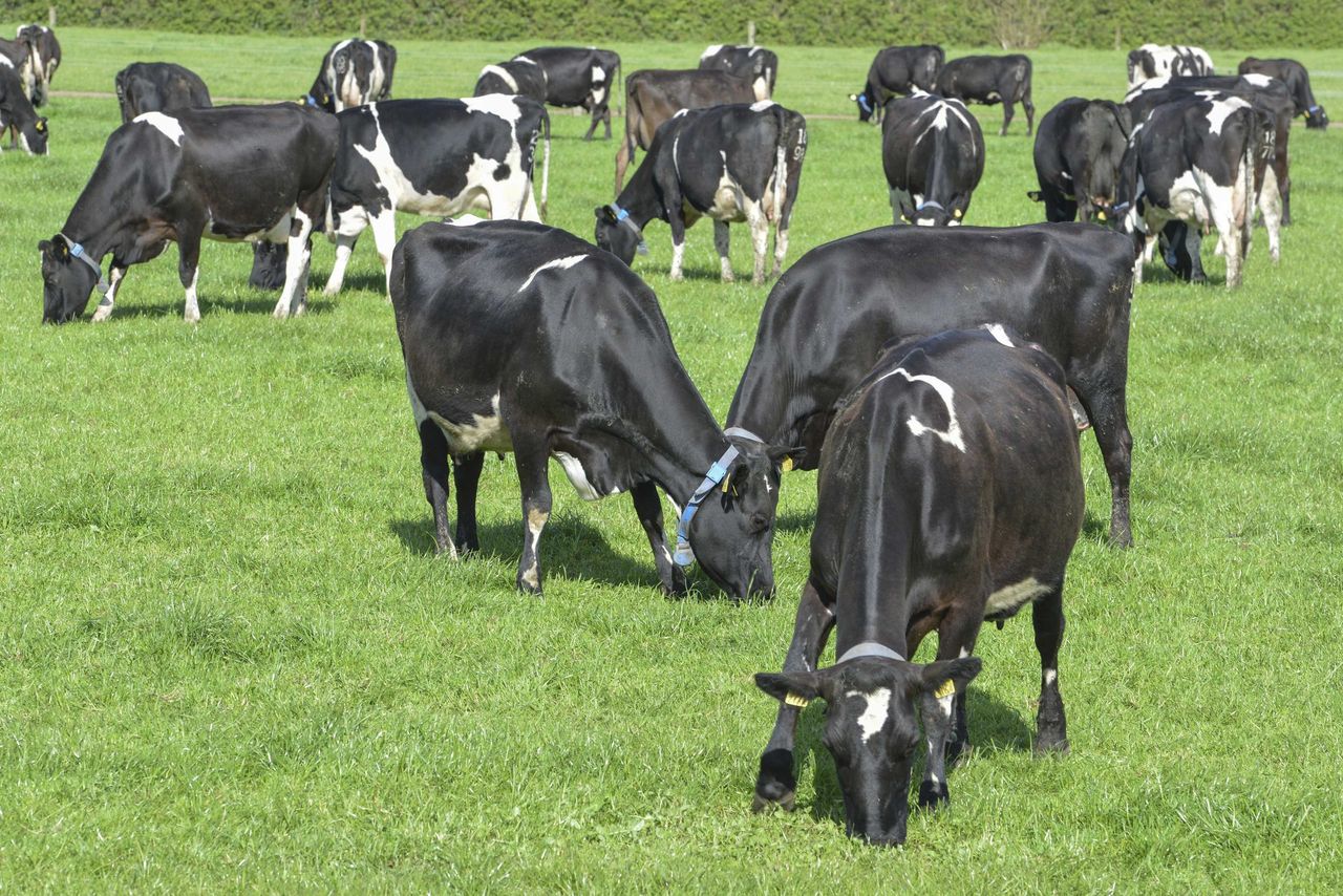UK dairy farmers urged to take part in nationwide survey