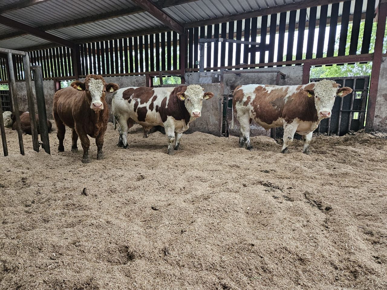 Trial zero-grazing continental bulls underway at ICBF Tully