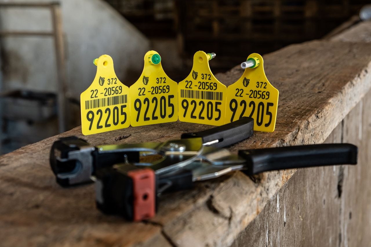 DAFM: Livestock traceability enforcement set to change