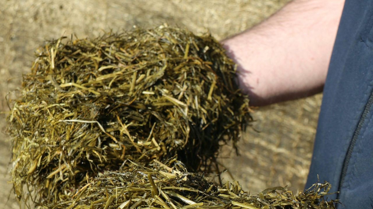 Boost beef and milk yields: Discover the power of silage additives