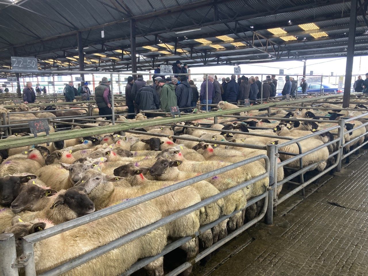 Pics and prices: Sharp trade for heavy lambs at Athenry