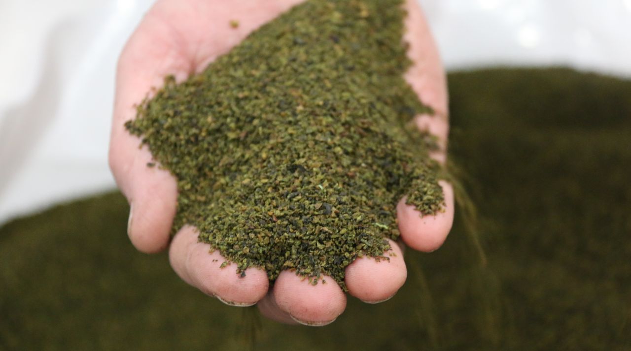 'Follow-on' livestock seaweed supplement launched