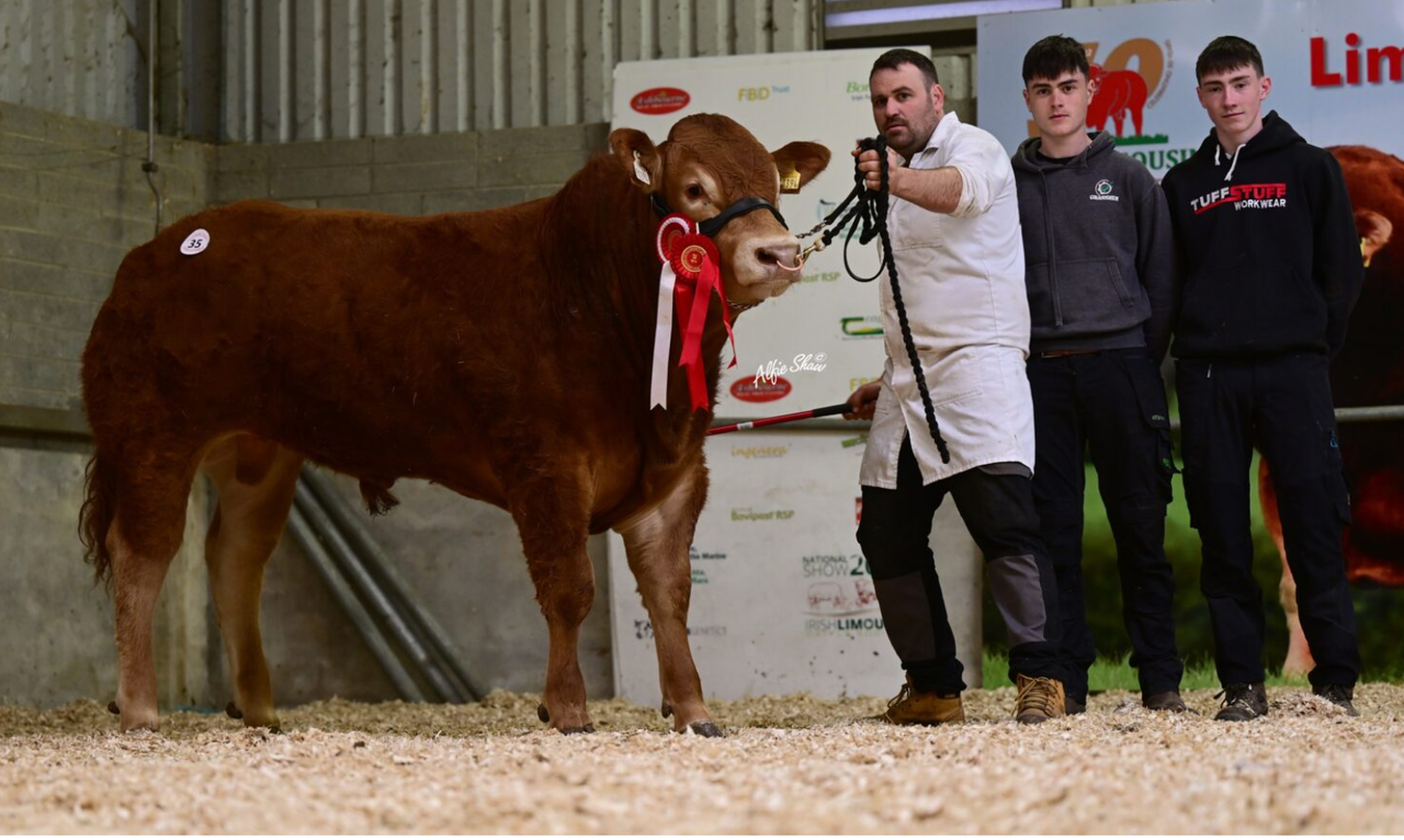 Roscrea Limousin sale sees top price go to Westmeath-bred bull