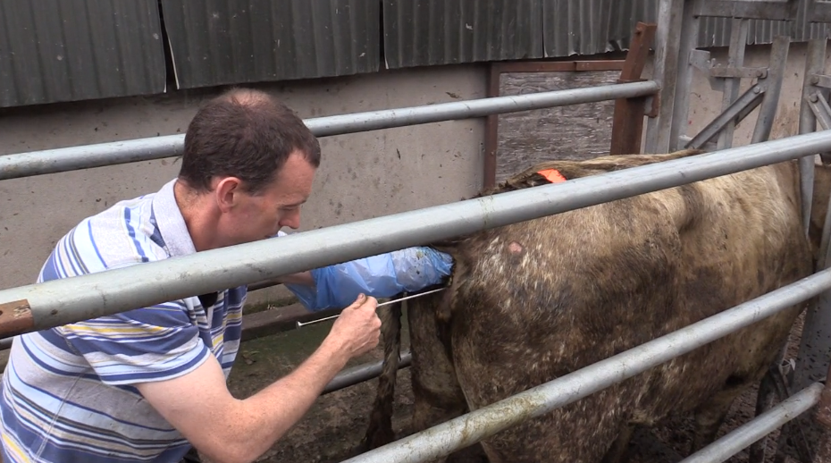 'Only 1 in 6 calves born to suckler cows are bred to AI'