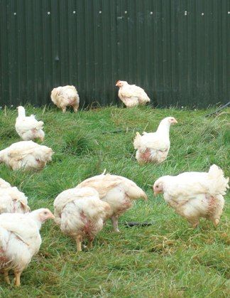 Northern poultry farmers to get free campylobacter test kits