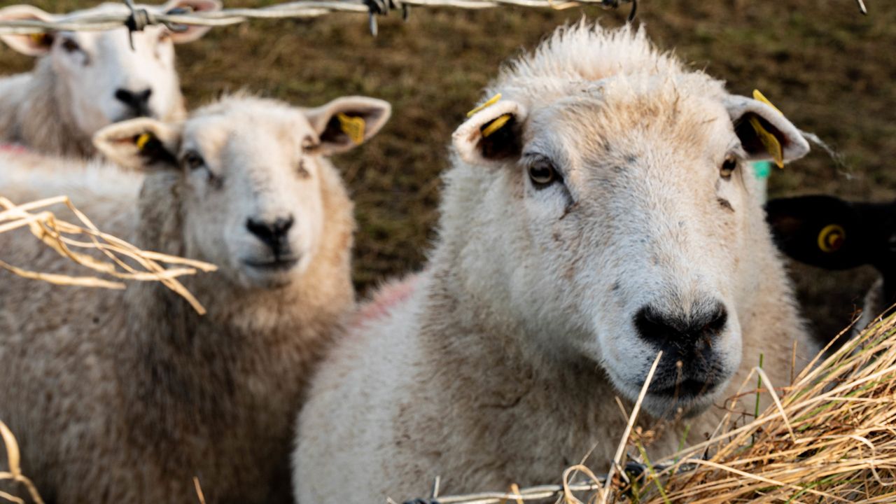 INHFA: Sheep farmers need immediate financial supports