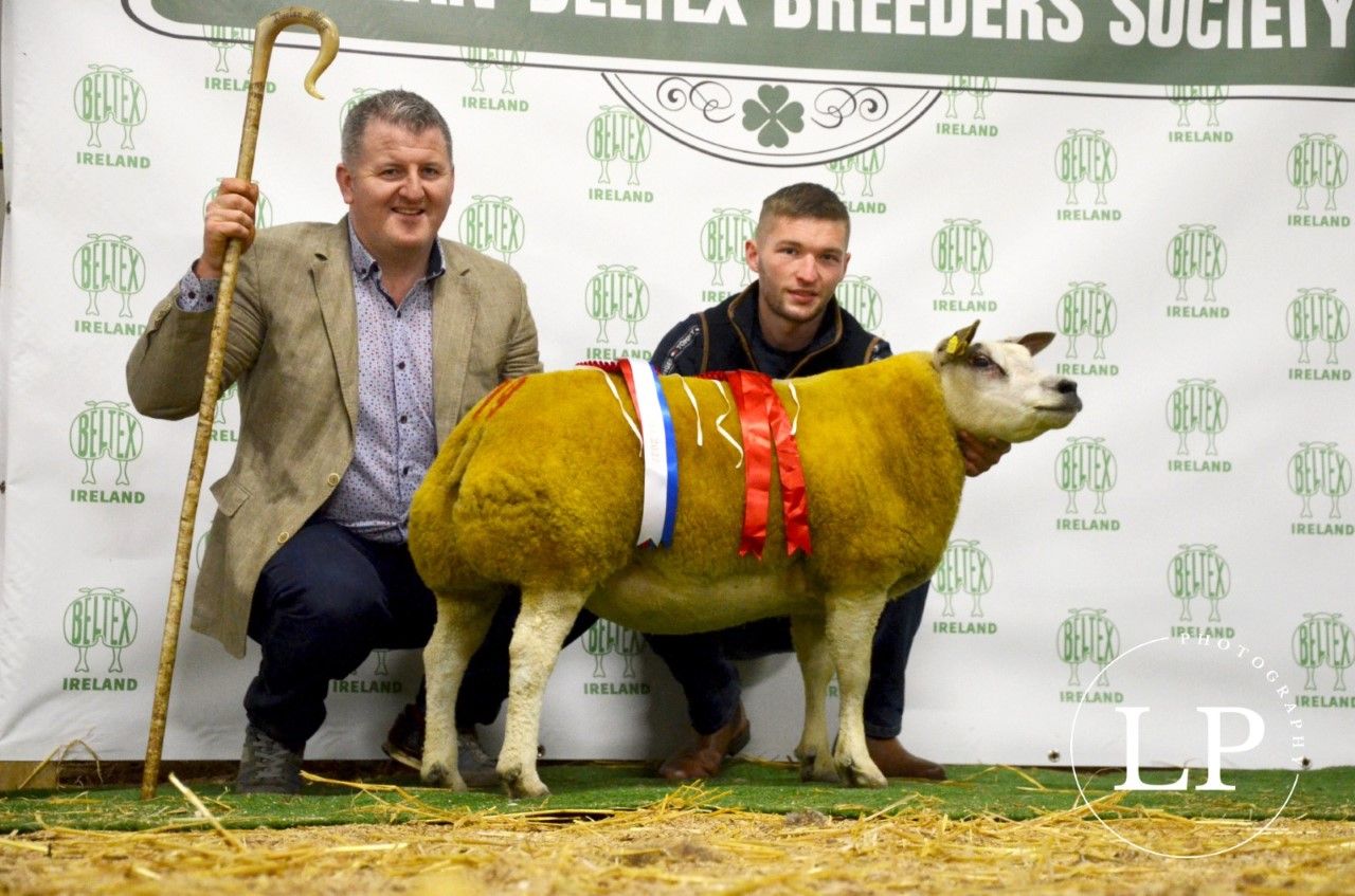 Belgian Beltex in-lamb sale prices top €1,300