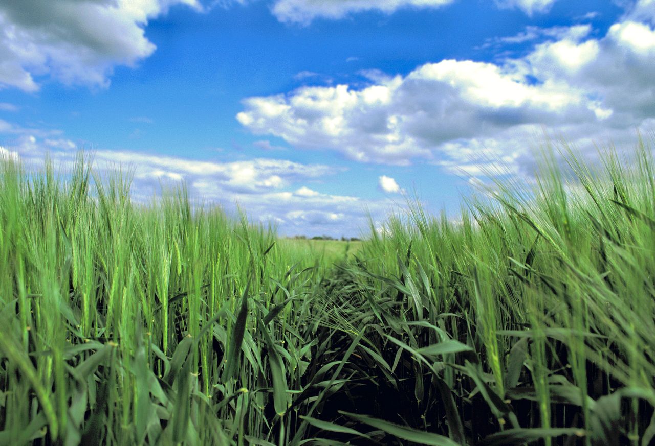 Winter cereals: 5 questions to ask yourself before placing a seed order