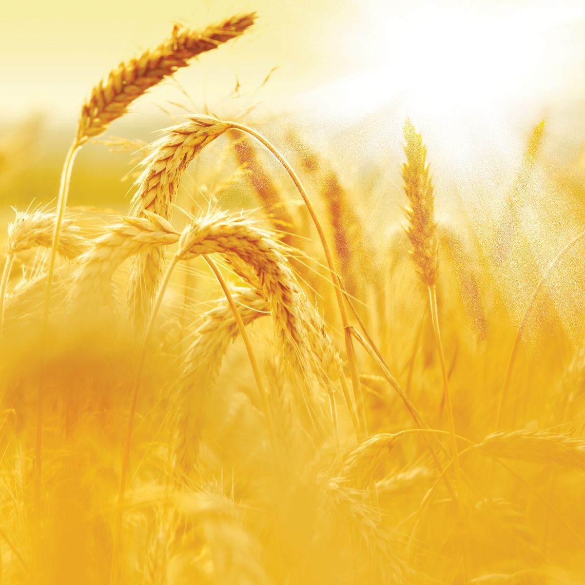 Tillage: Ukraine’s grain exports have risen by 60%
