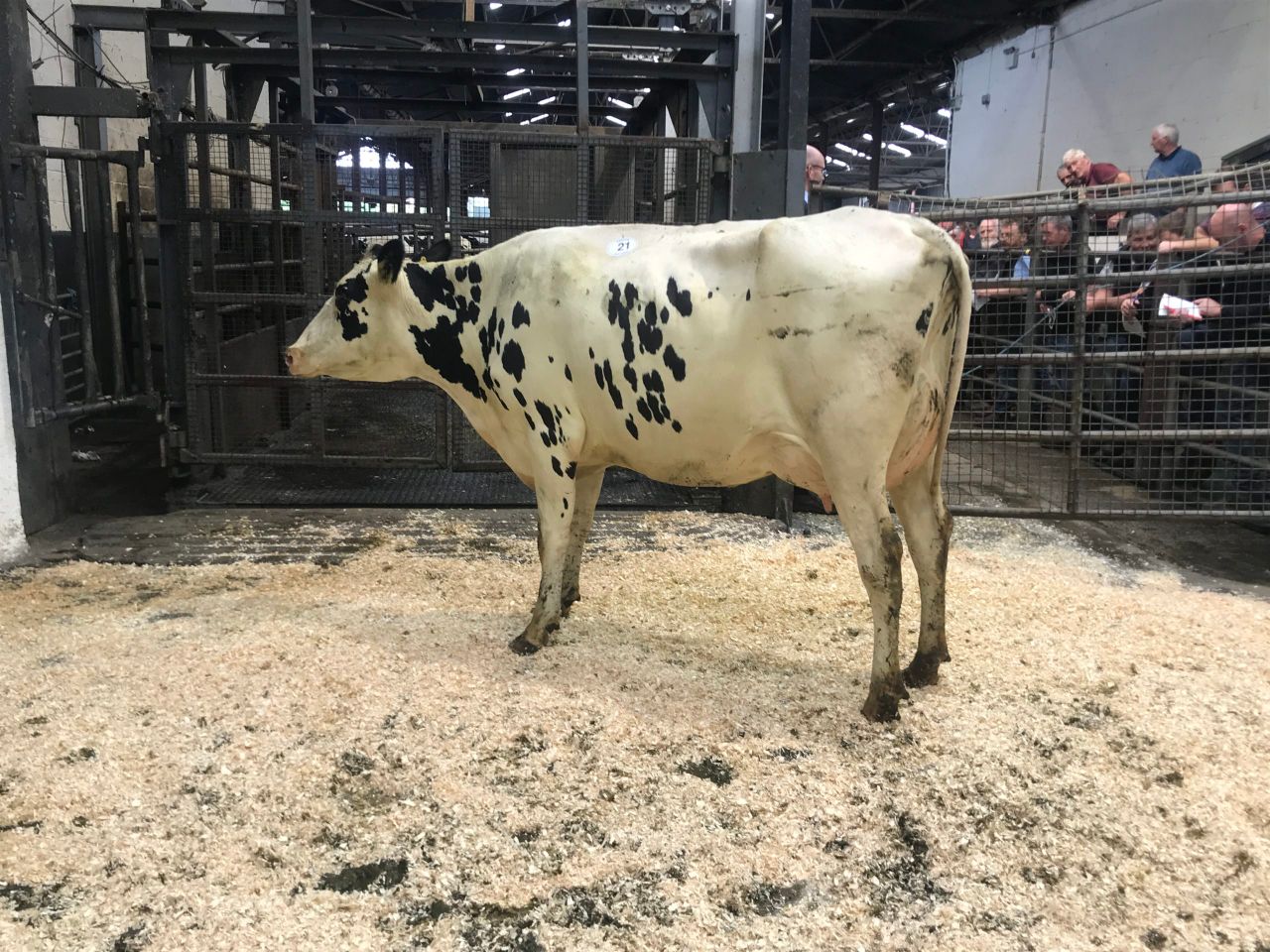 Milk in high demand at Carnaross dairy sale