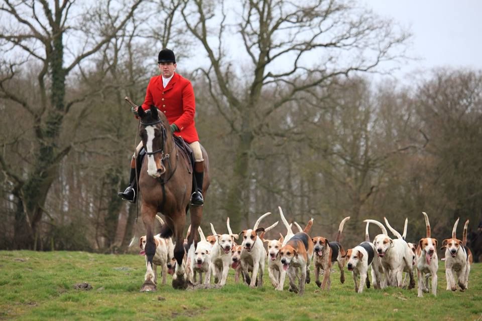 Poll shows fox hunting low on voters' agenda - Countryside Alliance