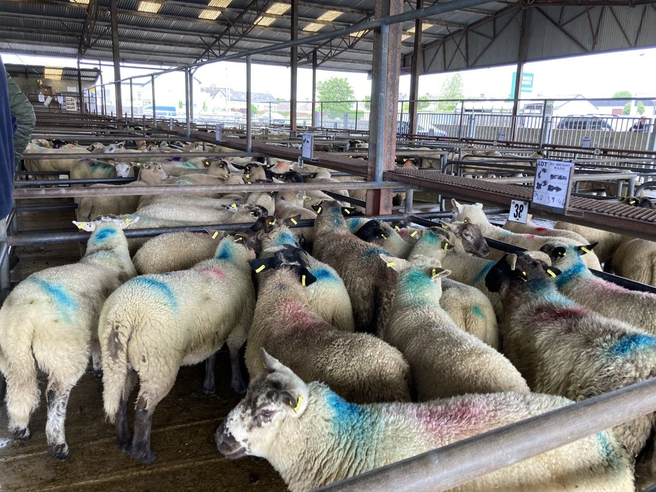 'Lamb prices improved by €3-4/head on last week' - Maura Quigley