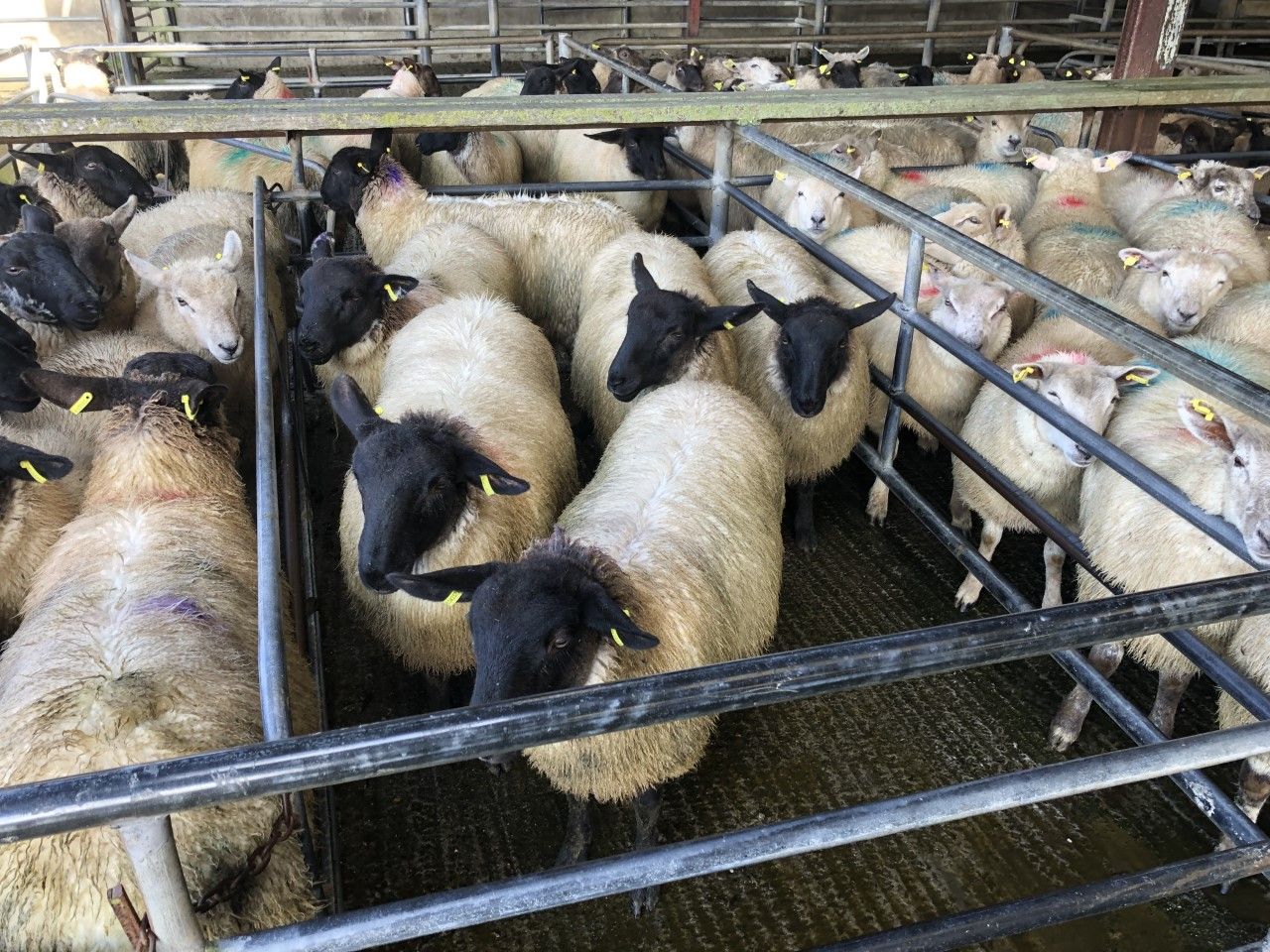 Sheep marts: Store lambs catch the eye once again