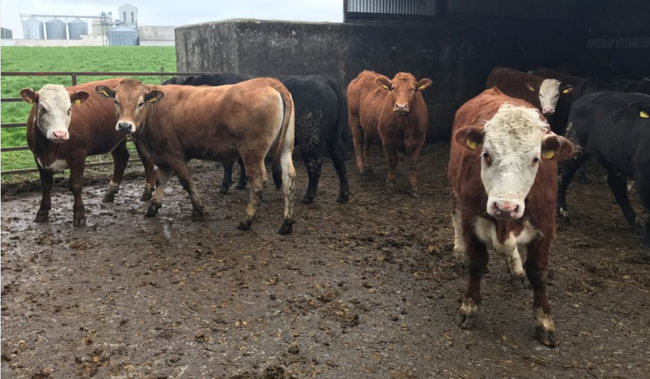 What heat detection aids are out there to use on my suckler herd?
