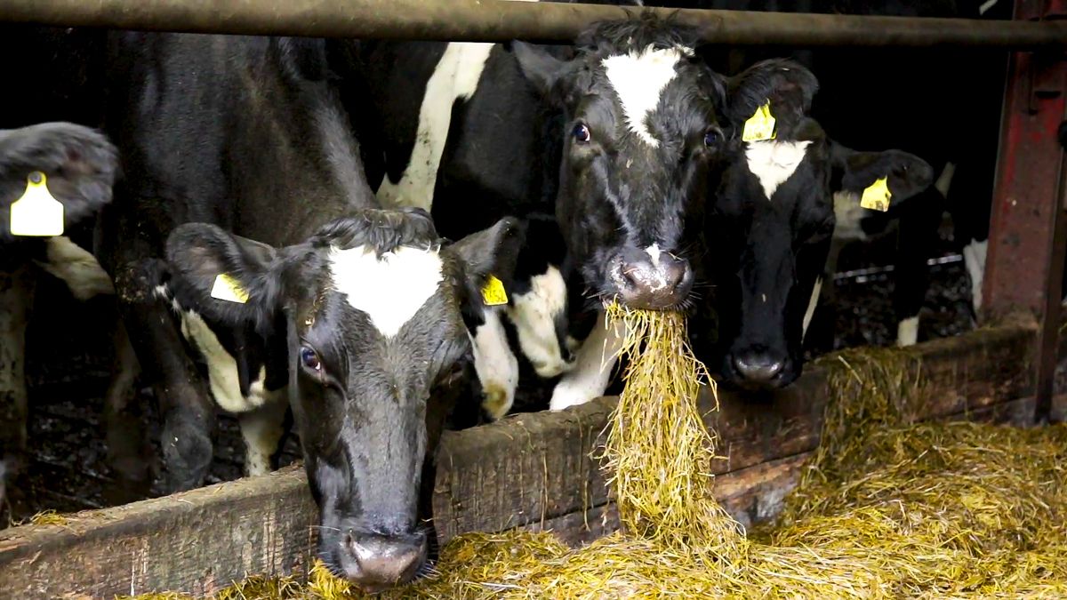 Habitats Directive not mentioned in commission meetings - DII