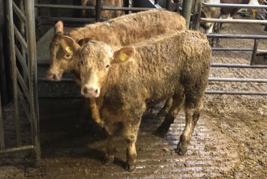 Cattle marts: Round up of live trade prior to sale shutdown