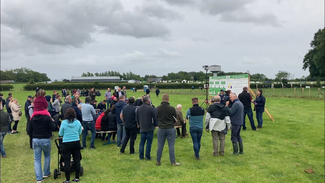Video: Crowds flock to Athenry for sheep open day