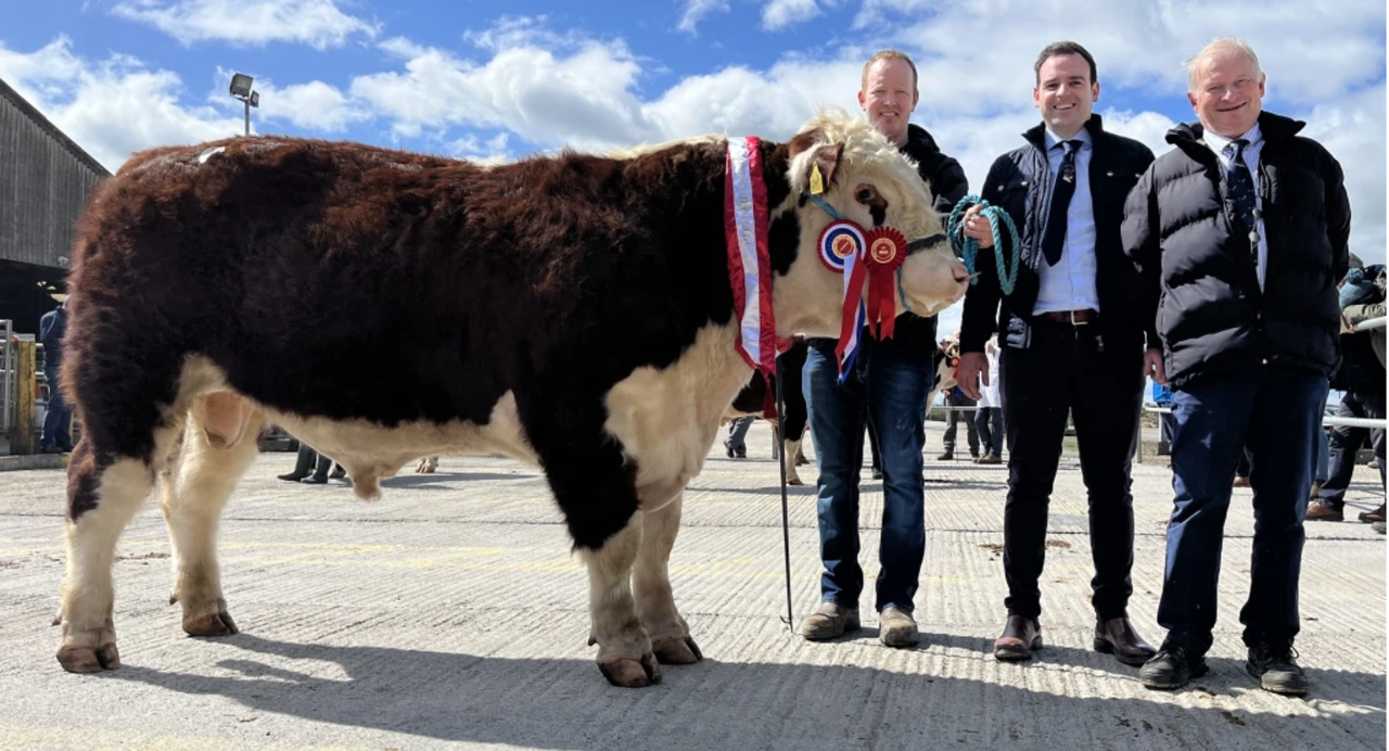 Clondrina genetics to the fore at Kilmallock Hereford sale