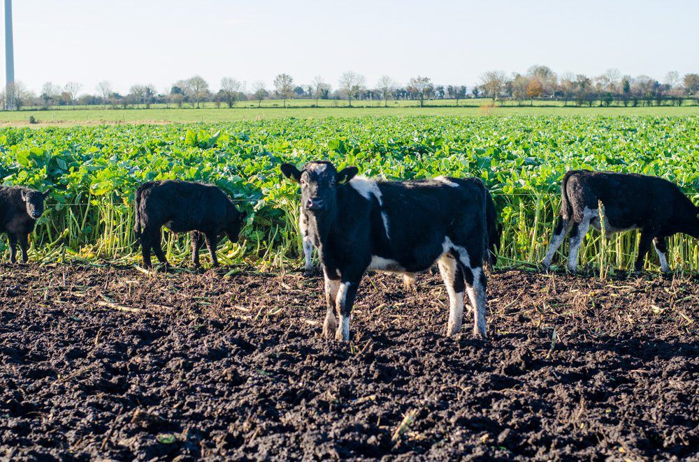 Dairy-origin stock take lion's share of 2017 beef kill