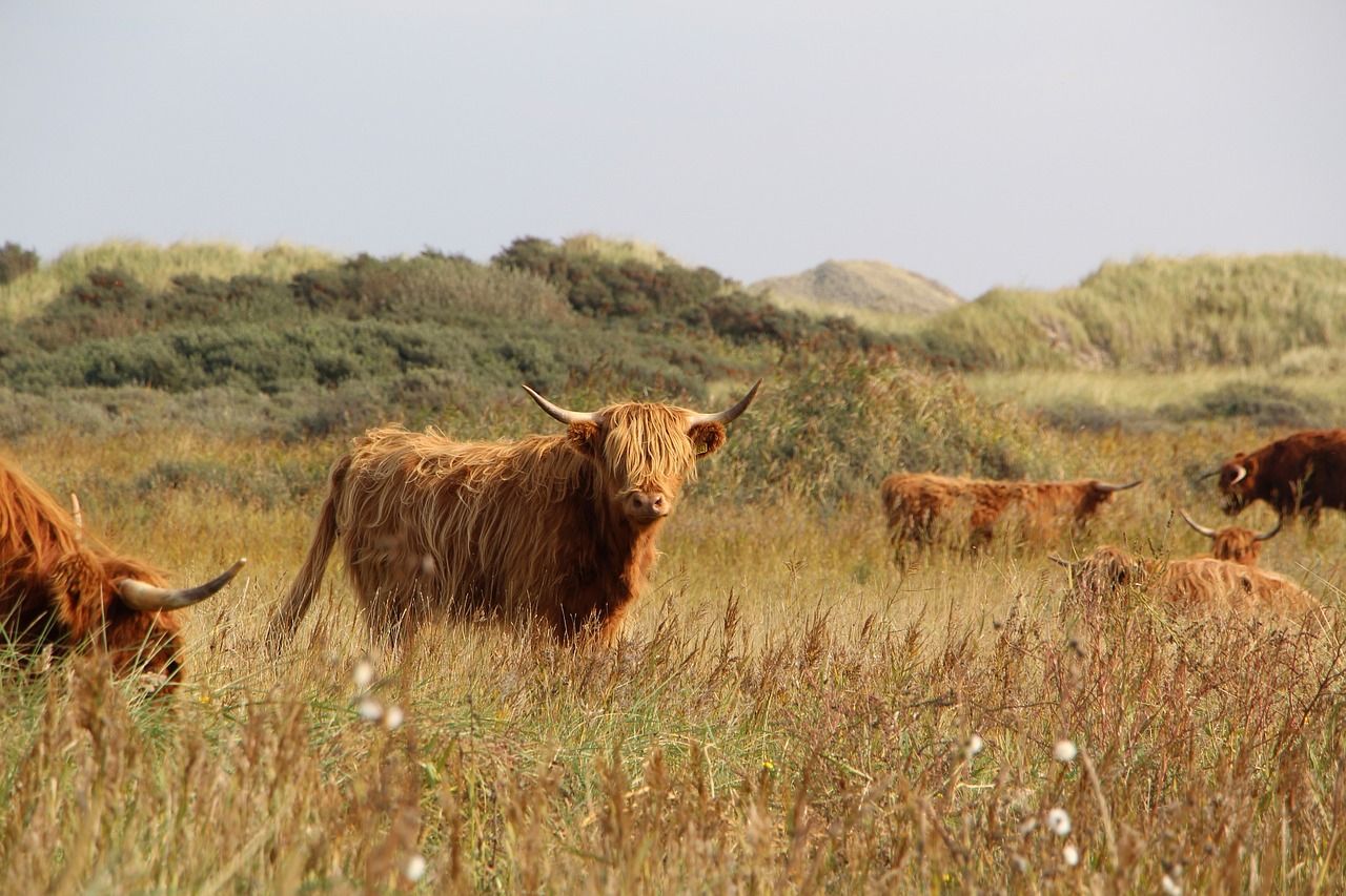 Tullow Mart sees record Highland price at auction in Ireland
