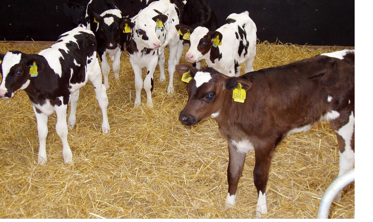 Calf-rearing priorities – a US perspective