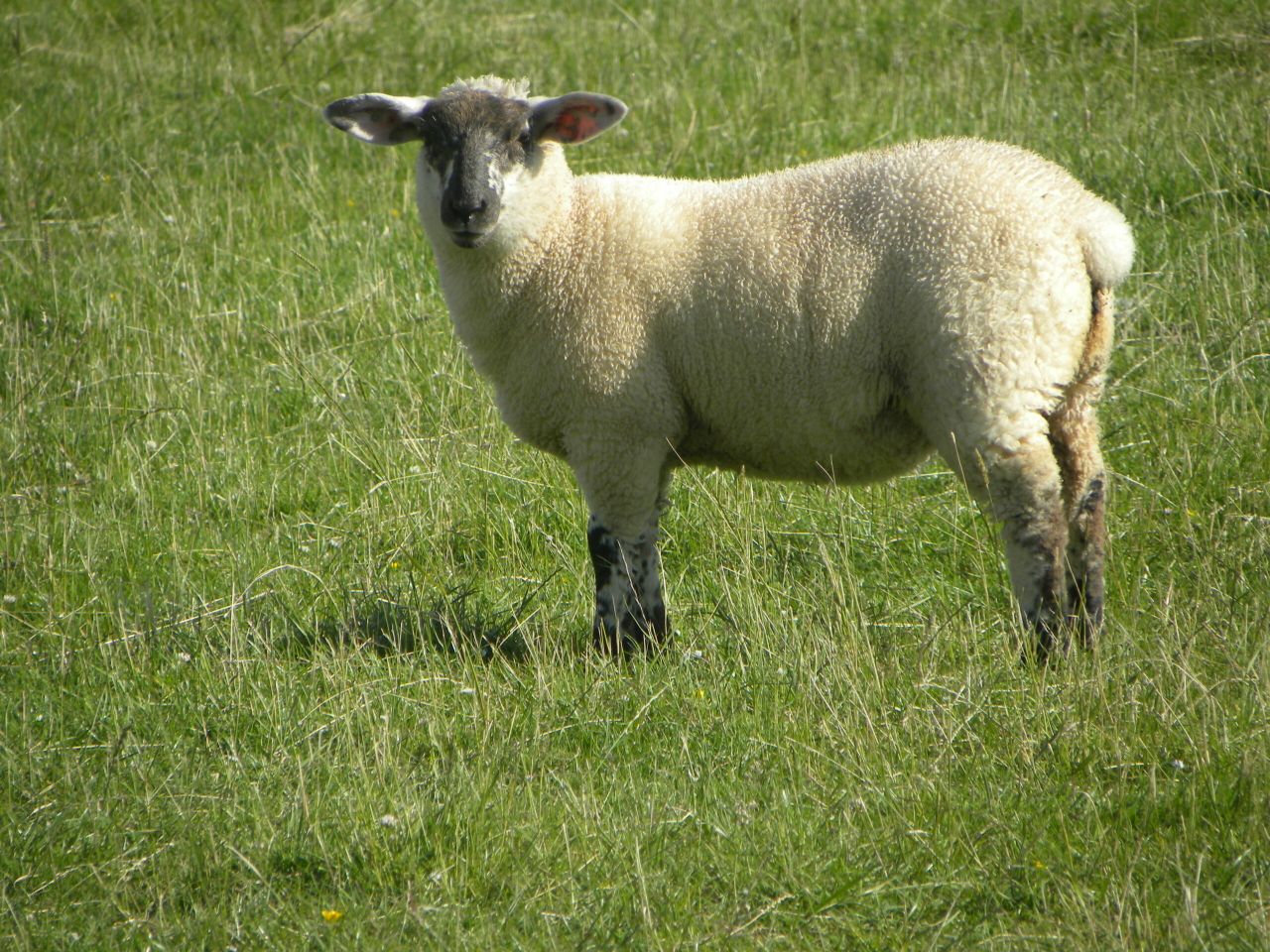 Little change in sheep trade last week - Bord Bia