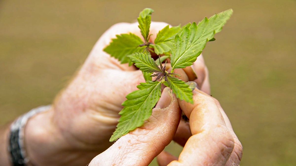 Scaling up of fibre crop industry 'dependent on numerous factors'