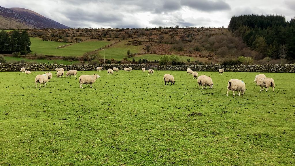 One group of mainly Cheviot ewes that are due to lamb
