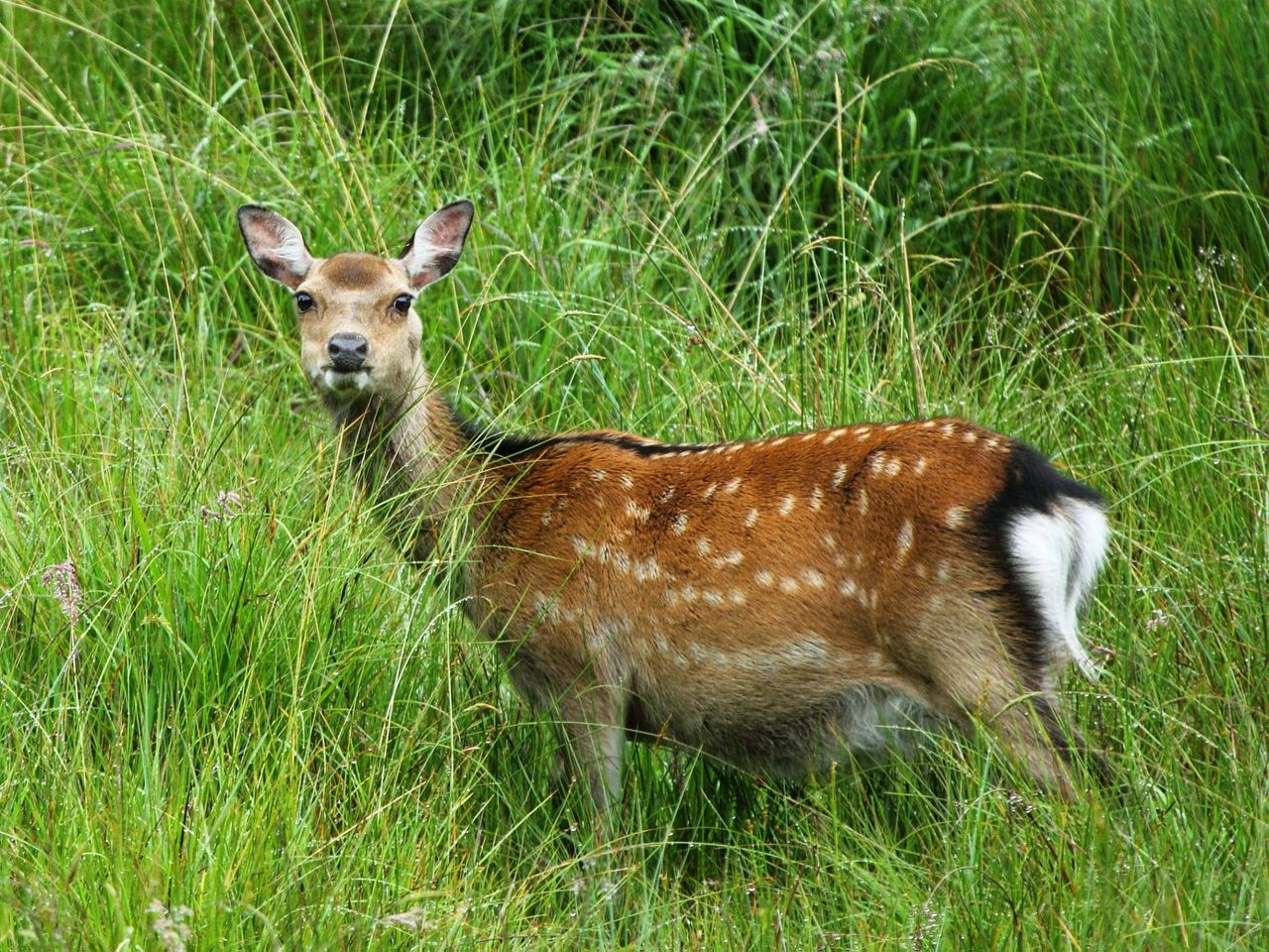 ICSA calls for 'comprehensive research' on TB in deer