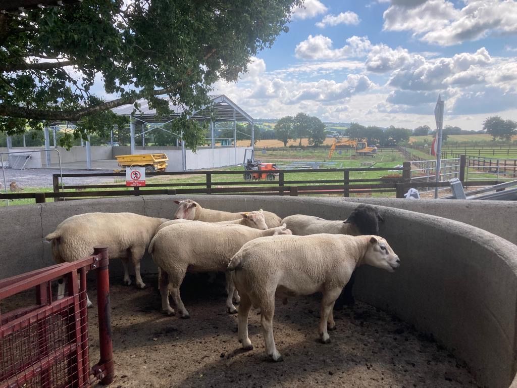 Sheep advice: Reducing workloads with a sheep handling unit