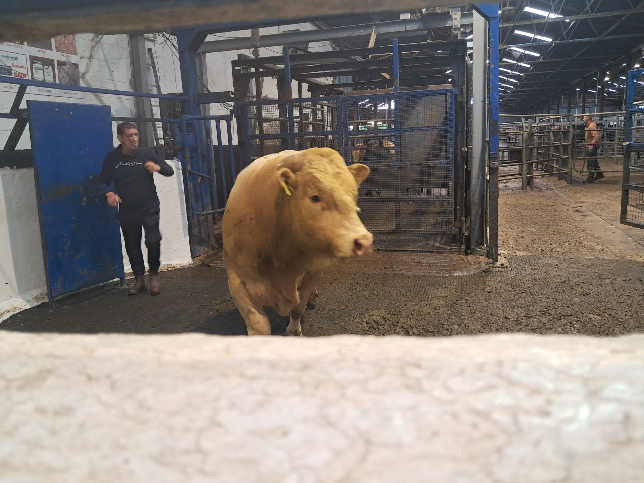 Mart report: Latest prices from weanling sale at Carnaross