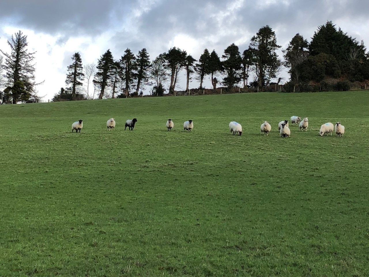 Time is running out to complete sheep census forms