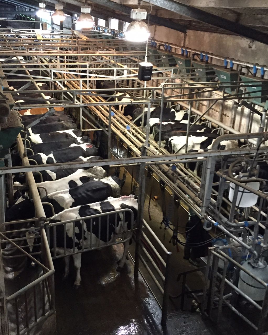 Fears of post quota exodus from winter milk production