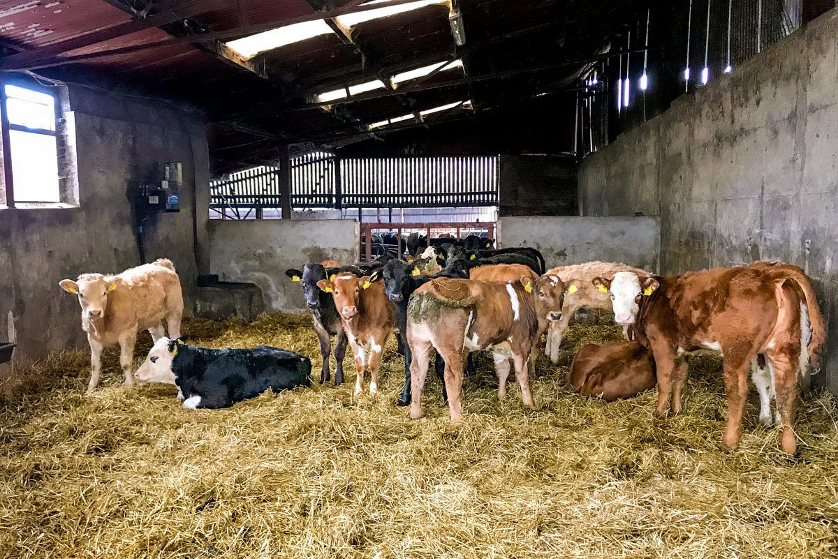 Solving issues with coccidiosis in calves this spring