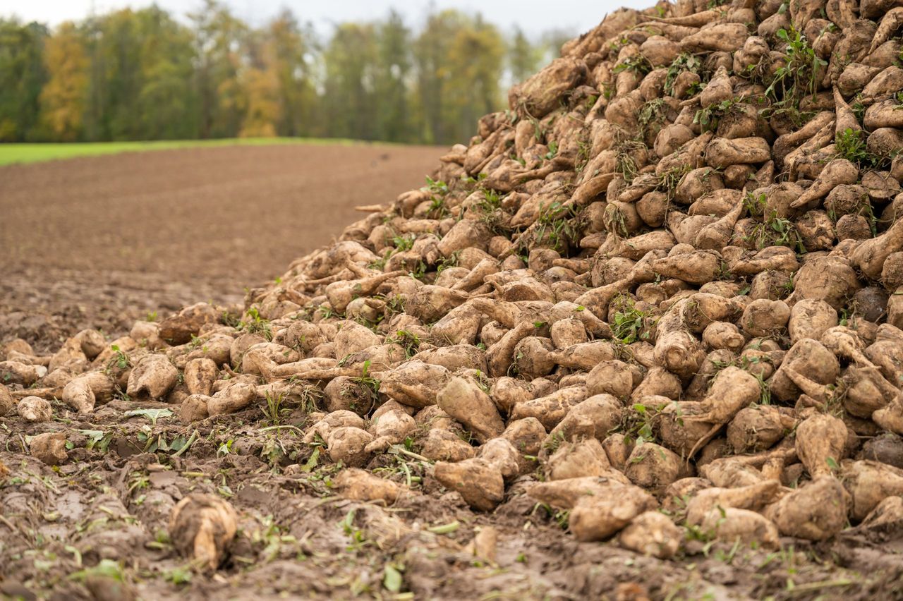 Fodder beet harvest 'half-way through' in Co. Kilkenny