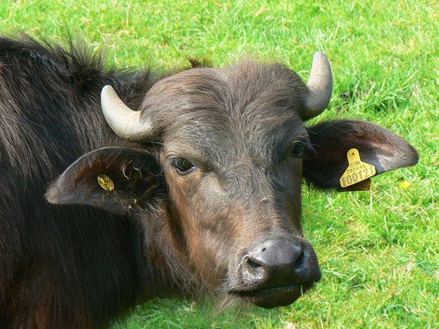 Macroom buffalo farmer to say 'ciao' in Aldi marquee at Ploughing