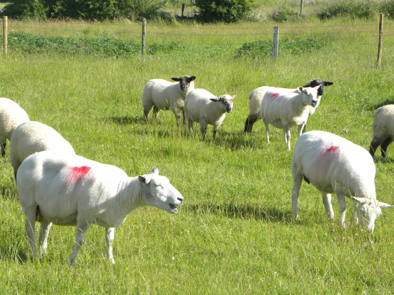 Weak euro sees Irish sheepmeat exports to the UK jump in May