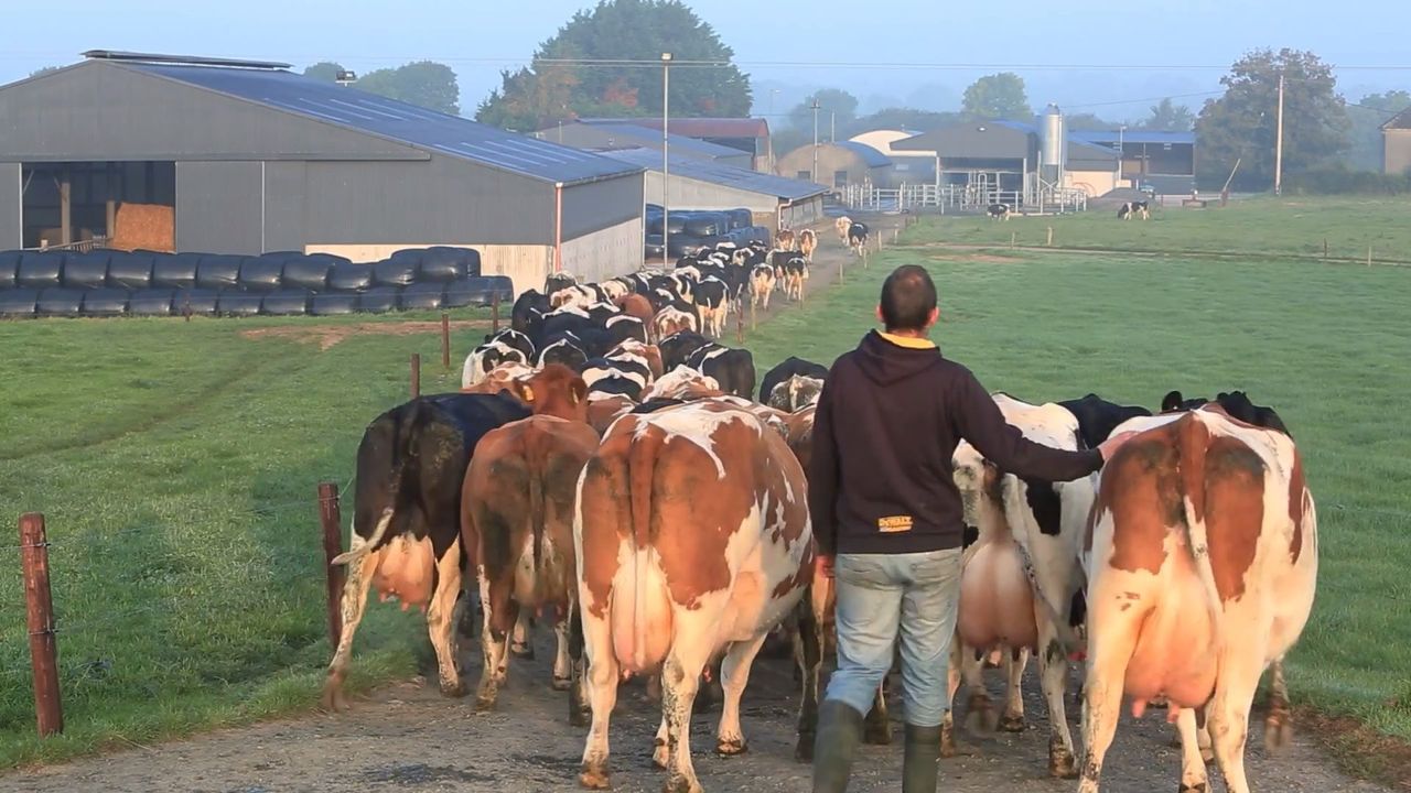 Protecting milk quality during dairy expansion