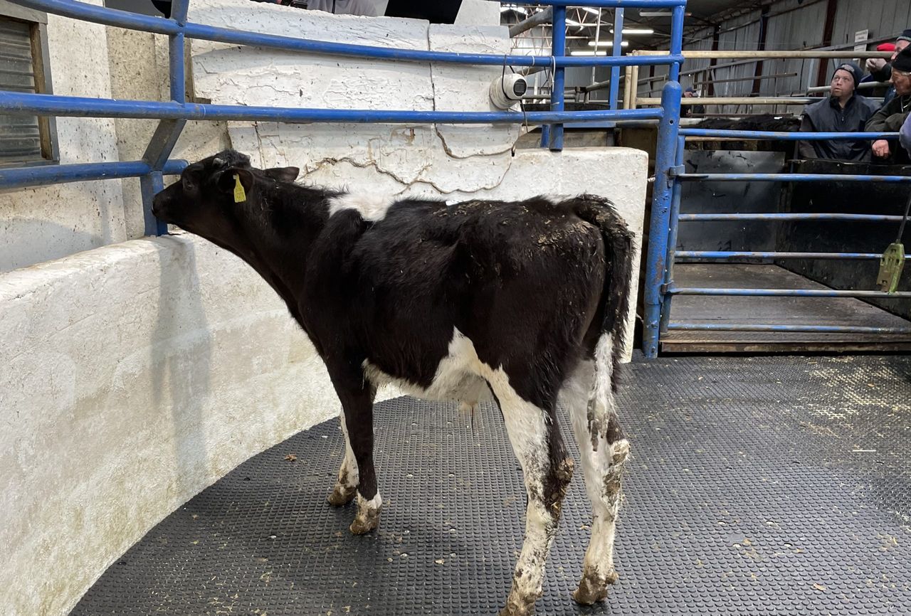 Calf prices: Strong Friesian bull calf trade 'shocking us all'