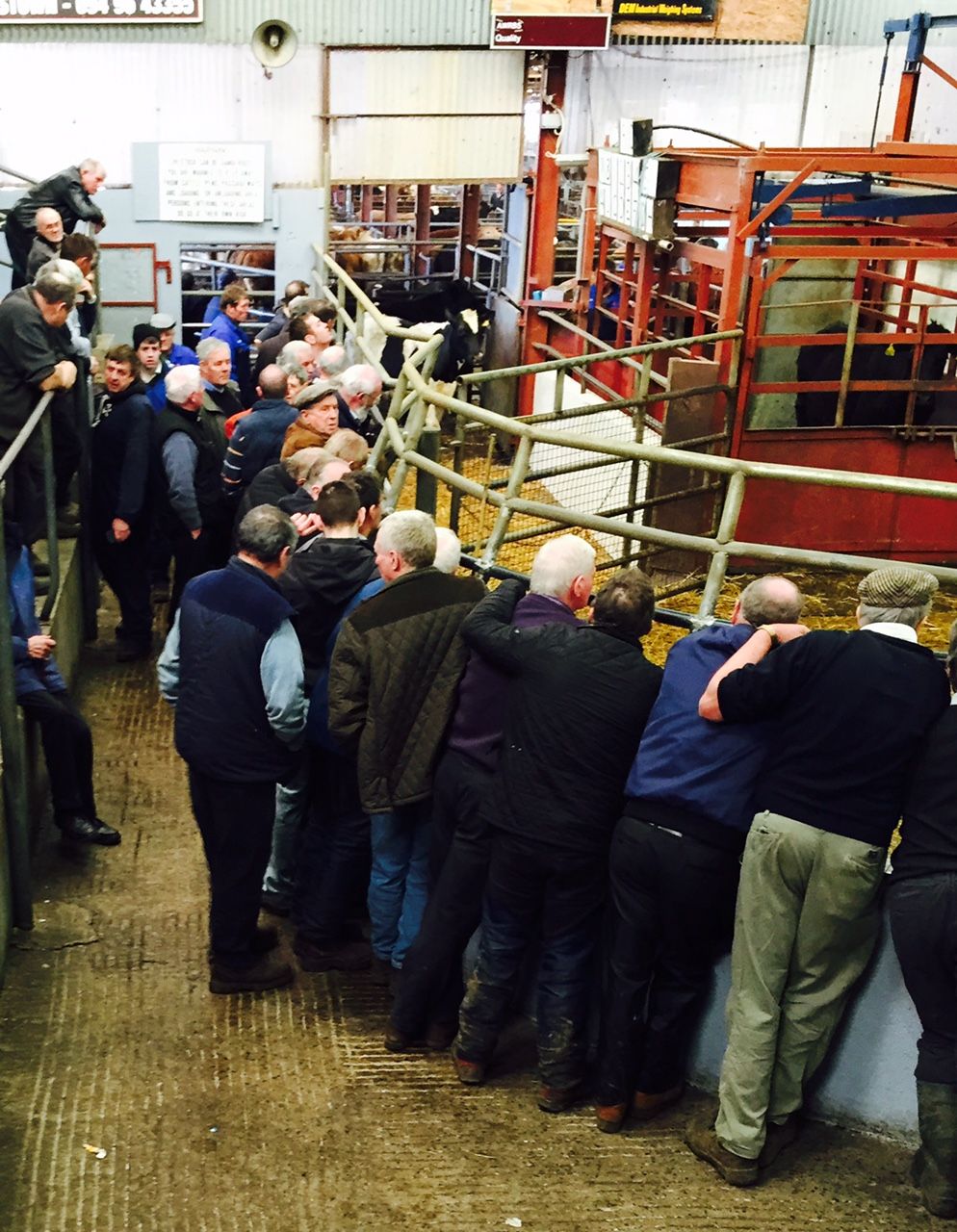 Northern cattle buyers warned of risks when buying southern cattle